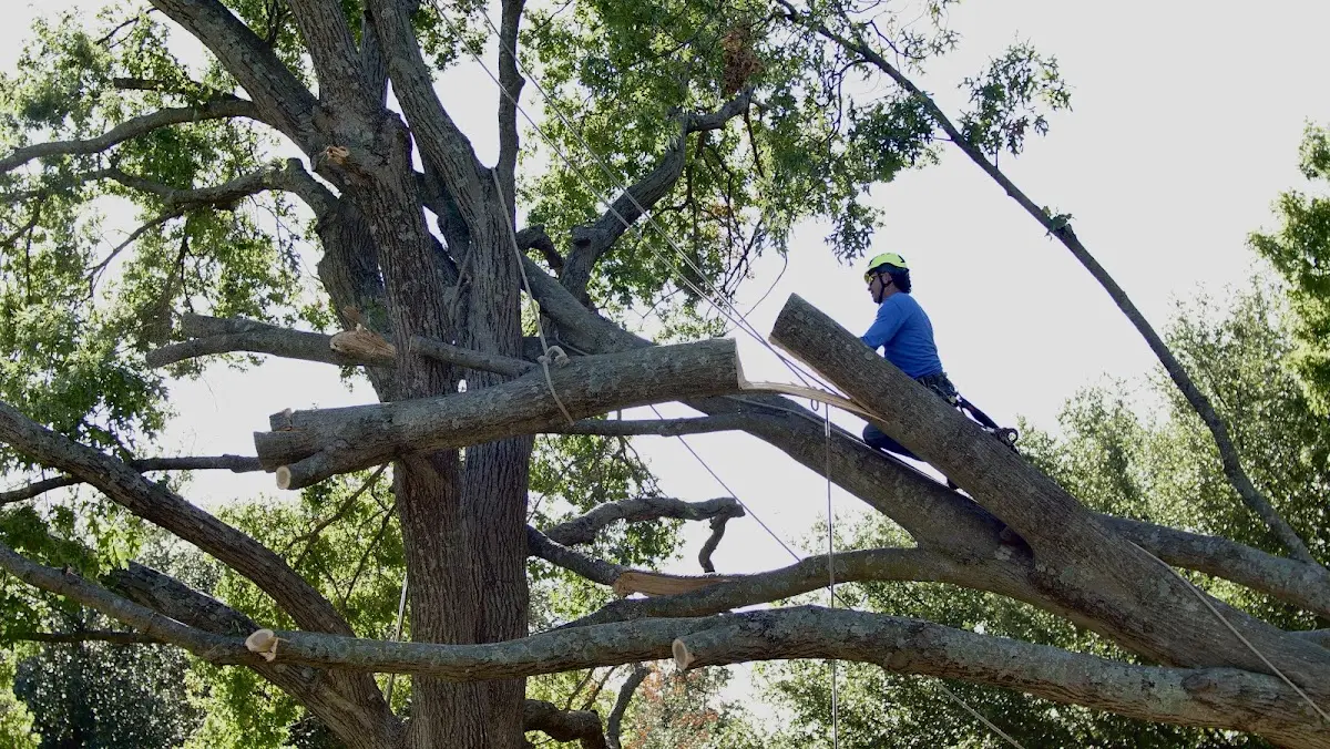 Professional Crown Thinning performed by certified arborists in West Sayville