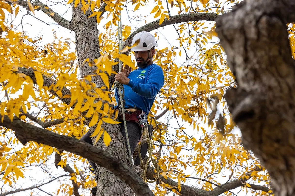 Skilled Tree Pruning crew working in West Sayville